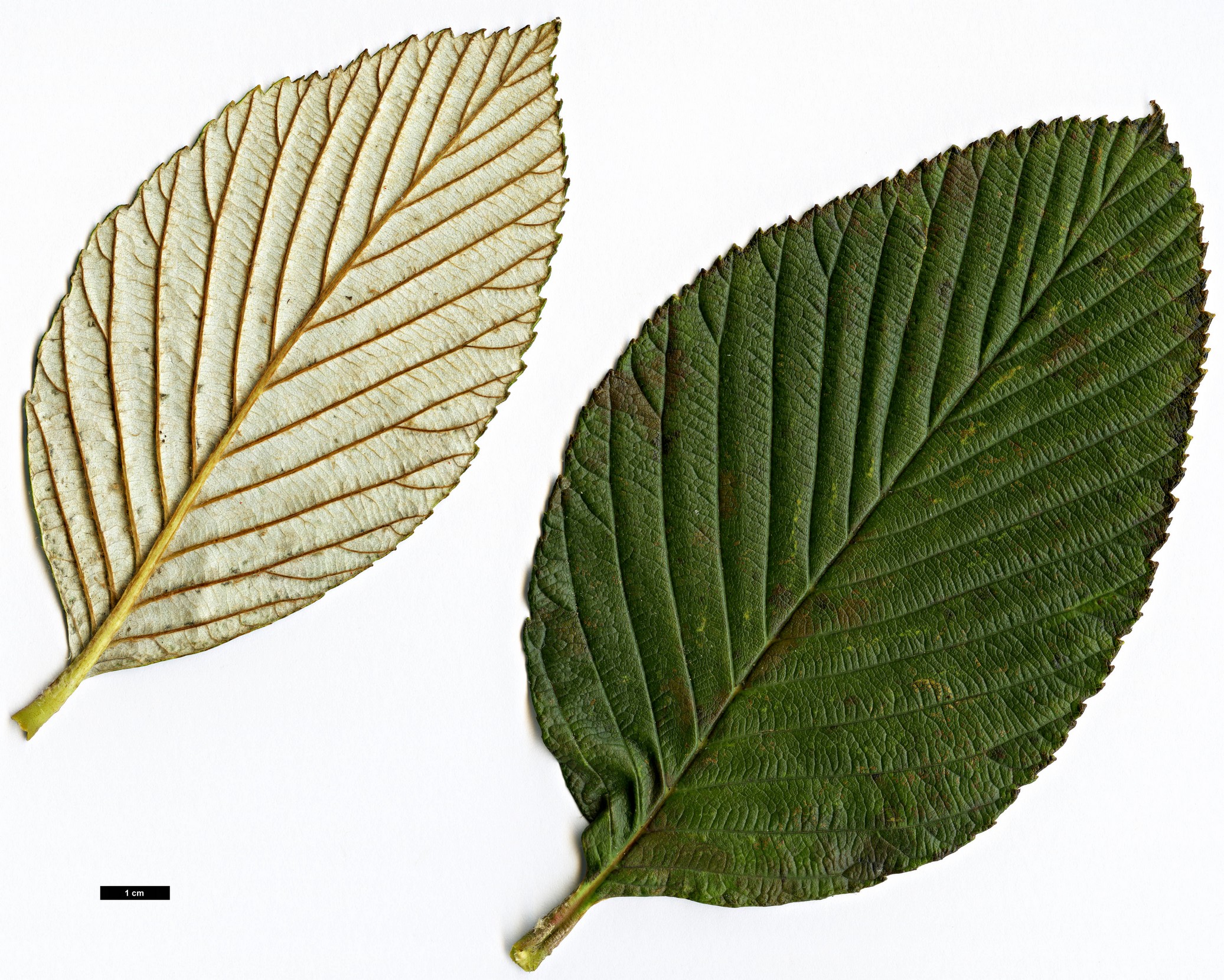 High resolution image: Family: Rosaceae - Genus: Sorbus - Taxon: hudsonii